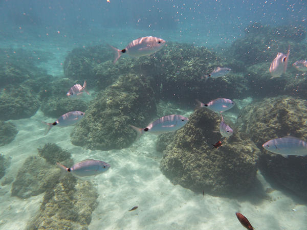molti pesci a Tropea