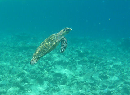 tartarughe marine